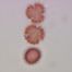 Baccharis halimifolia, multiple grains. Herb. MIN. Tanacetum has pollen grains of the Baccharis-type.